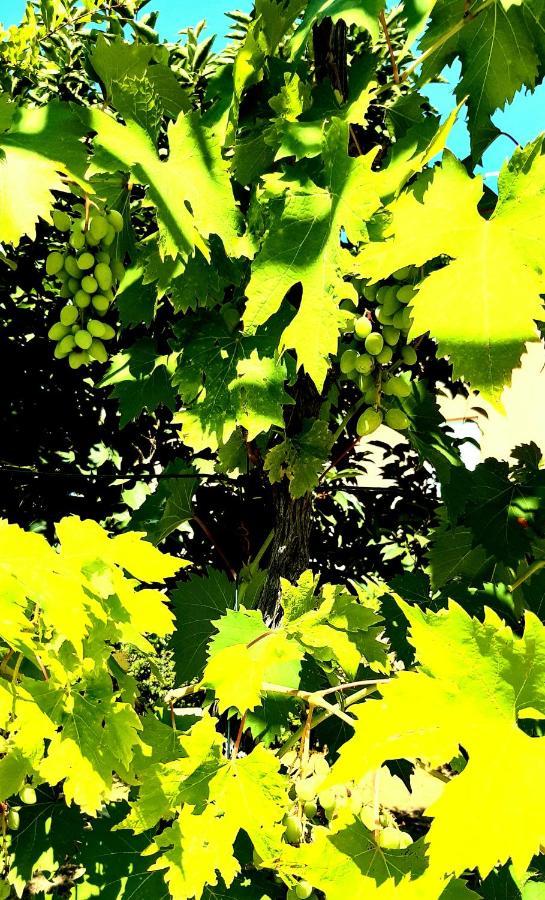 Villa.sunny.nin * Nin